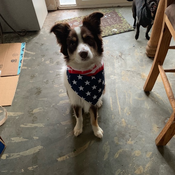 Meet your Posher, Rose - Picture 1 of 1